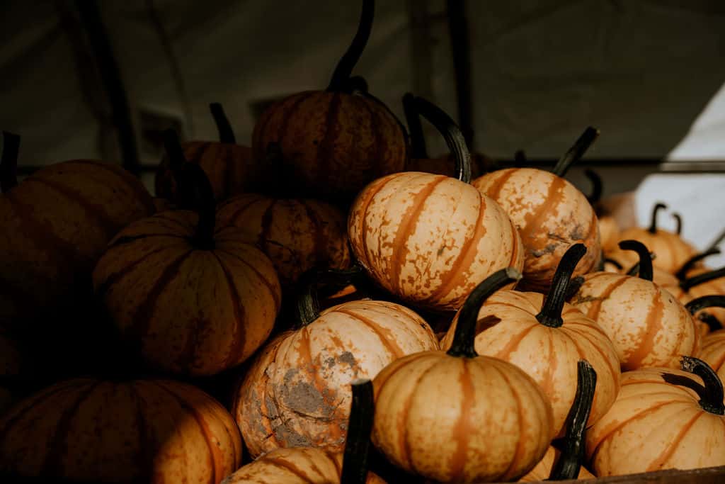 evenement-beauce-halloween